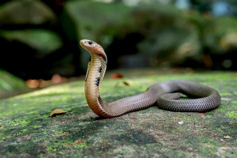 香港蛇|香港後棱蛇 — HongKongSnakeID.com